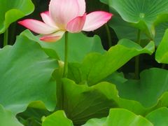-荷塘月色湿地公园·向阳花洲