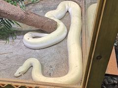 -上海大自然野生昆虫馆(东方明珠·爬宠昆虫探索中心)