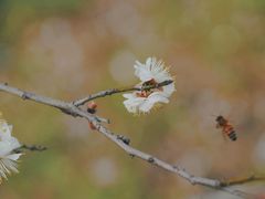 -蜀冈西峰生态公园