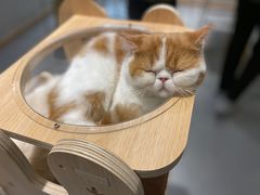 -飞行喵MR PILOT|猫舍·猫咖(静安大融城店)