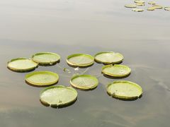 -荷塘月色湿地公园·向阳花洲