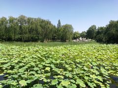 -东升八家郊野公园