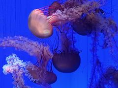 -上海海洋水族馆