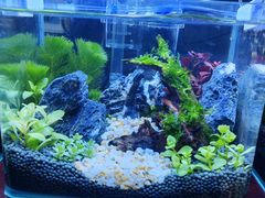 -青石桥花鸟鱼虫市场(叠翠城店)