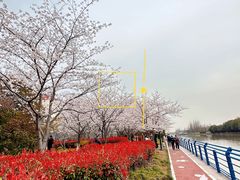 -高东镇樱花园