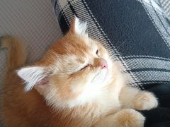 -猫十亿·布偶金渐层·曼基康矮脚猫舍(青年路店)