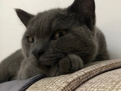 -瑞派宠物医院·24h·骨外科·皮肤科·全科宠物医疗转诊中心(沈阳浑南院)