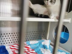 -艾贝尔宠物诊疗