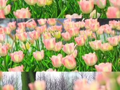 -玄武湖景区-情侣园游乐场