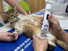 -瑞鹏宠物医院·夜间急症·心超·猫科(祖庙分店)