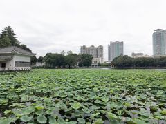 -荔湾湖公园
