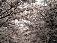 -高东镇樱花园