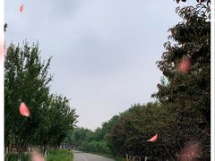 -永定河休闲森林公园