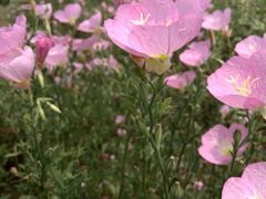 android_upload_pic-白塘生态植物园