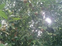 -南宁良凤江国家森林公园