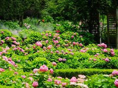 -上海共青森林公园