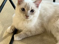 -藏猫猫咖啡主题馆(中央大道店)