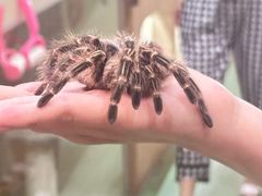 -藦茜花园宠物主题亲子互动体验馆(国顺东路店)
