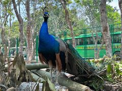 -中国科学院西双版纳热带植物园
