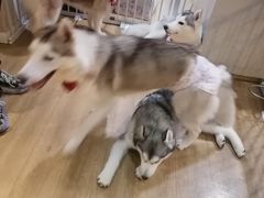 -Husky Go! 哈士奇体验馆·宠物咖啡厅狗咖