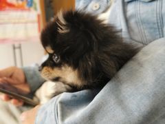 -关爱宠物医院·猫科中心·消化科(滨湖万达分院)