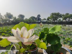 -无锡蠡湖国家湿地公园-蠡园