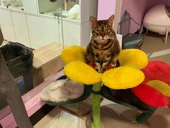 -70cat德文卷毛猫·缅因猫纯种猫舍