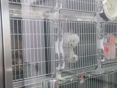 -宠福鑫康馨动物医院·骨科·眼科