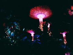 -奥兰多迪士尼动物王国乐园