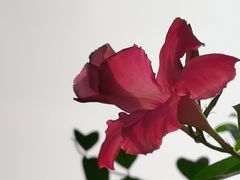 -中国科学院华南植物园