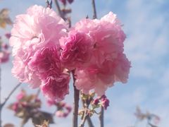 -南汇桃花村