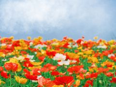 -径山花海