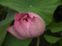 -花之城