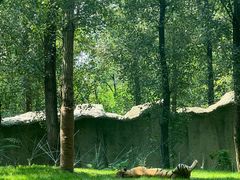 -北京野生动物园