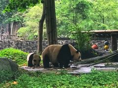 -都江堰中华大熊猫苑