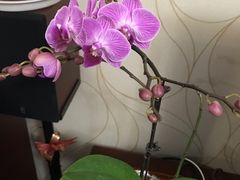 -龙大花卉苗木市场