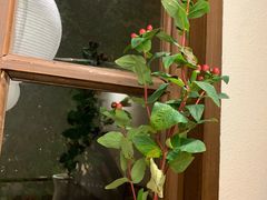 -奈诺甜品·生日蛋糕·下午茶(古城店)