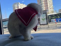 -芭比堂宠物医院·全科爱猫医院·仁德分院
