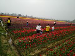 -枫林花海