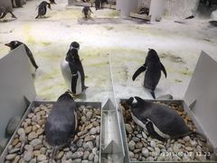 -大连圣亚海洋世界