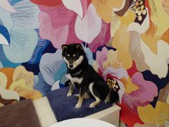 -喜柴咖啡·柴犬狗咖