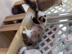 -三花喵·撸猫购宠·宠物生活馆(虹桥南丰城店)