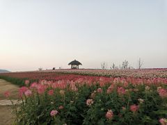 -径山花海