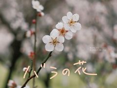 -杭州植物园