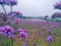 -北京东方普罗旺斯薰衣草庄园