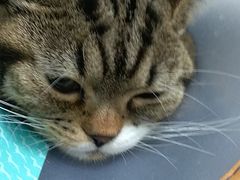 -瑞派雷欧宠物医院·中兽医·眼科·急重症转诊中心(黄台店)