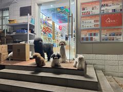 -翊宠yipet猫狗购宠庄园