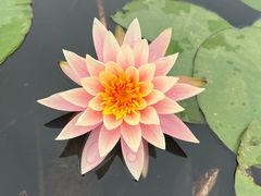 -中国科学院华南植物园