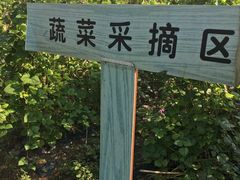 -上海都市菜园