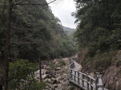 -九龙江国家森林公园